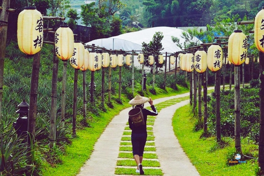 Tea plantation walkway with lanterns in Chiang Rai Thailand – Auasia Travel